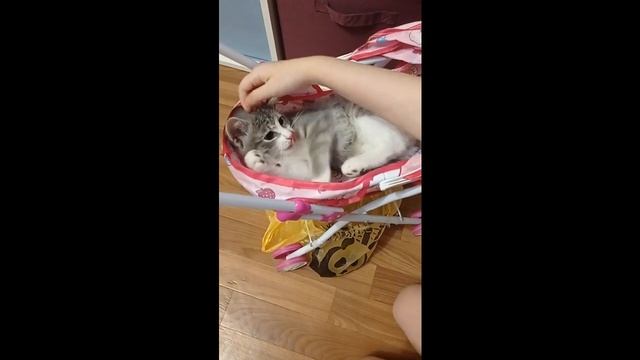 Кот Снежок на прогулке