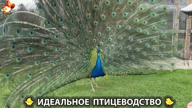 Идеальное птицеводство достойно восхищения 🐓🦆🦢🦚🦃🐔 эпизод (216)