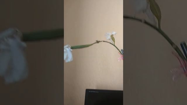 созрели семенные коробочки у орхидей