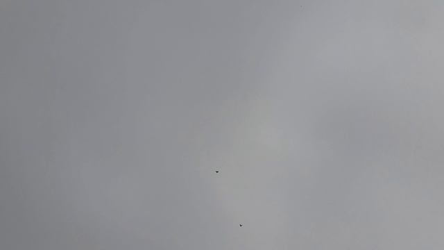 Николаевские голуби 18.05.25 г