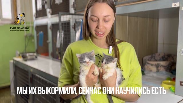 Знакомимся поближе с малышами Миньонами. Поддержать⬇️