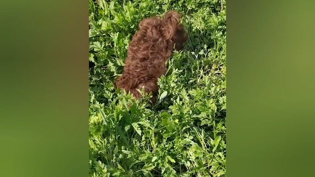 Щенки русской цветной болонки.