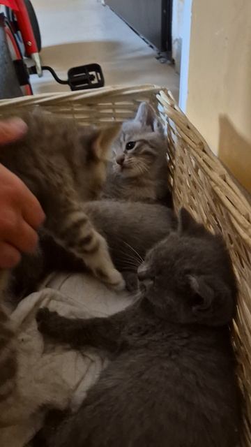 Соседские котята