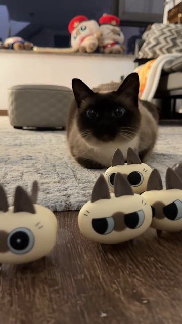 кошечка маргоша притворяется игрушкой, но мы то её видим