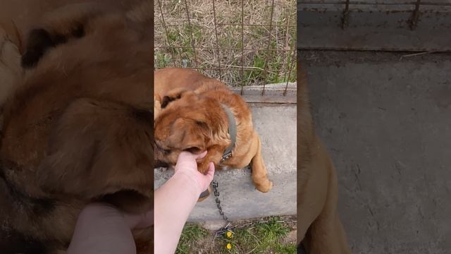 18-05-2025 Четвероногий друг Васька.
