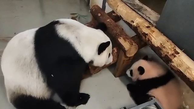 Катя, ты КогдА начнëШь слушаТь маМу, а?! МосковсКий зооПарк🐼👀🤣🥰DinDin And baby MOScow zoo🐼👀🤣🥰
