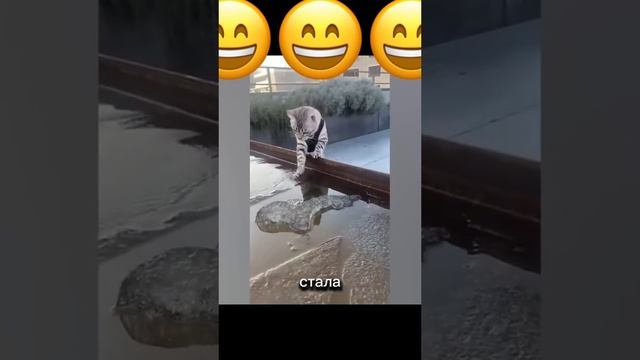 Кошачьи мемы! 😻🤗😁