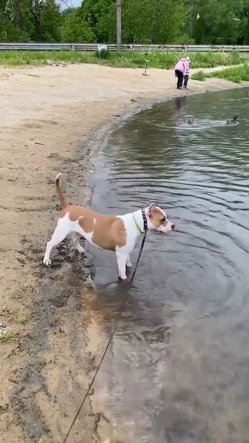 Есть 3 желания- вкусно пожрать... #shorts #staff #amstaff #shortvideo  #стаффорд #стаффи #стаффбуль