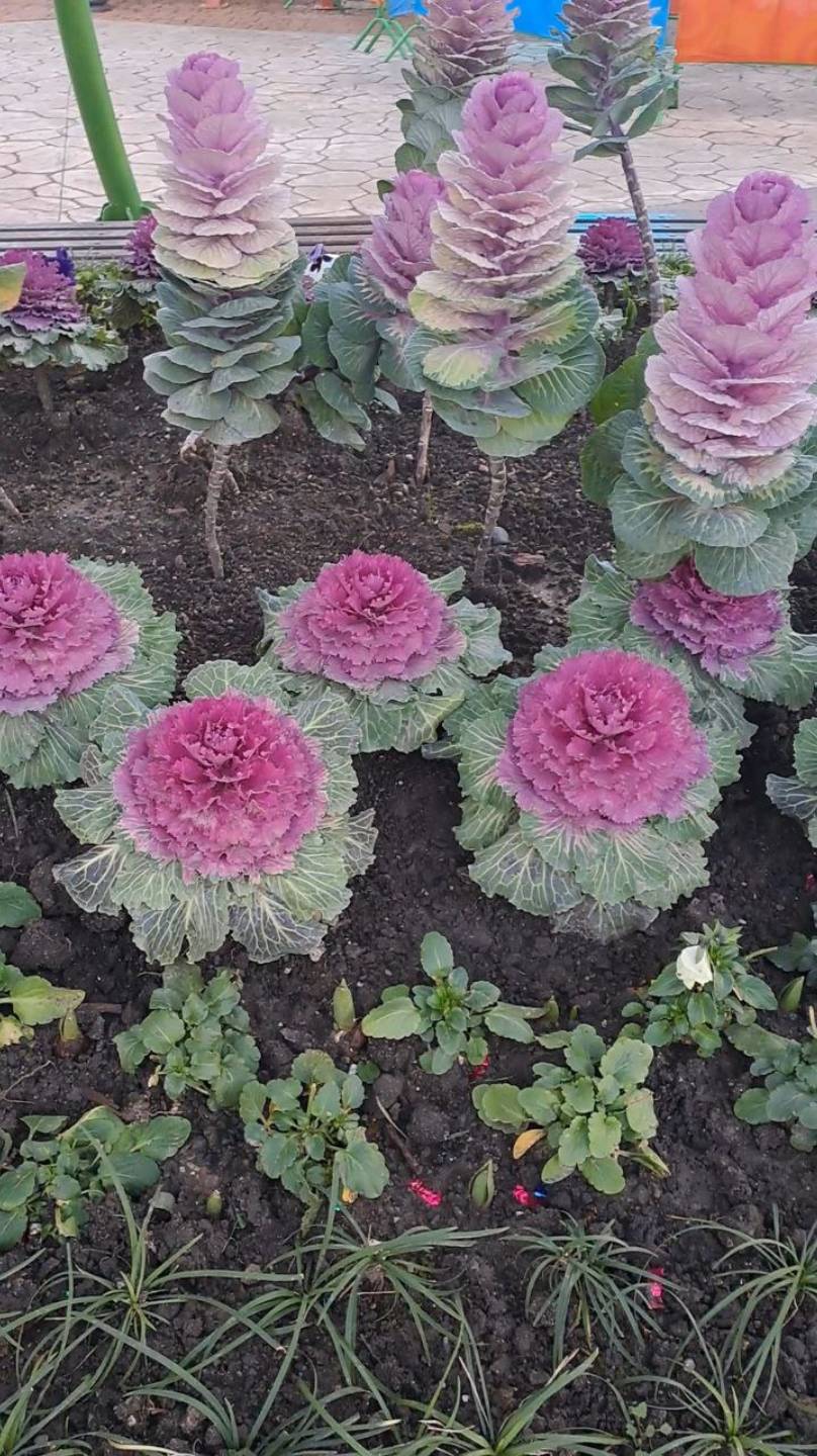 Газоны и цветники (зимой)