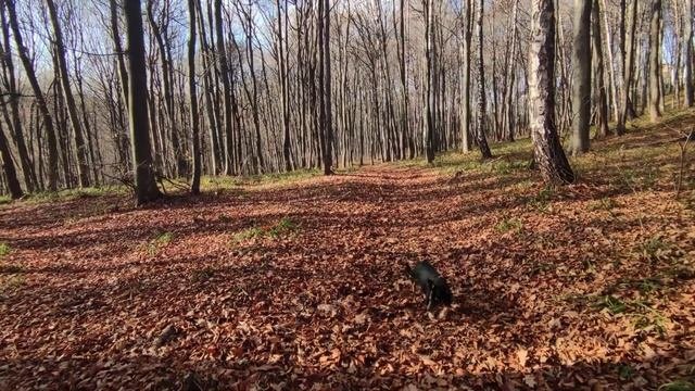 Прогулянка лісом медова печера.