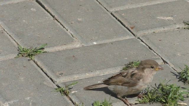 ВОРОБЕЙ.Видео Татьяны Крестьянсковой