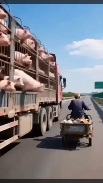 Побег ухилянта!