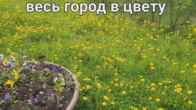 Санкт-Петербург. Все газоны в золоте.