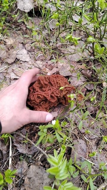 Строчок гигантский