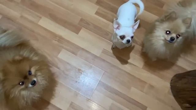 Купила лакомства своим собачулькам.