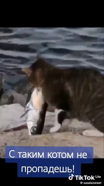 Кот рыбак