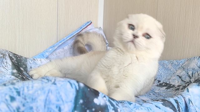 VID_20250514_141912.mp4