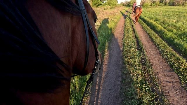 Прогулка на лошади в полях