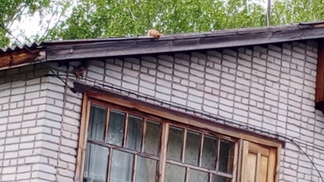 бельчата идут в новую жизнь.