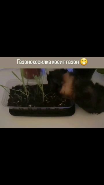 #морскаясвинка #газонокосилка #анамвсеравно #юмор #shorts