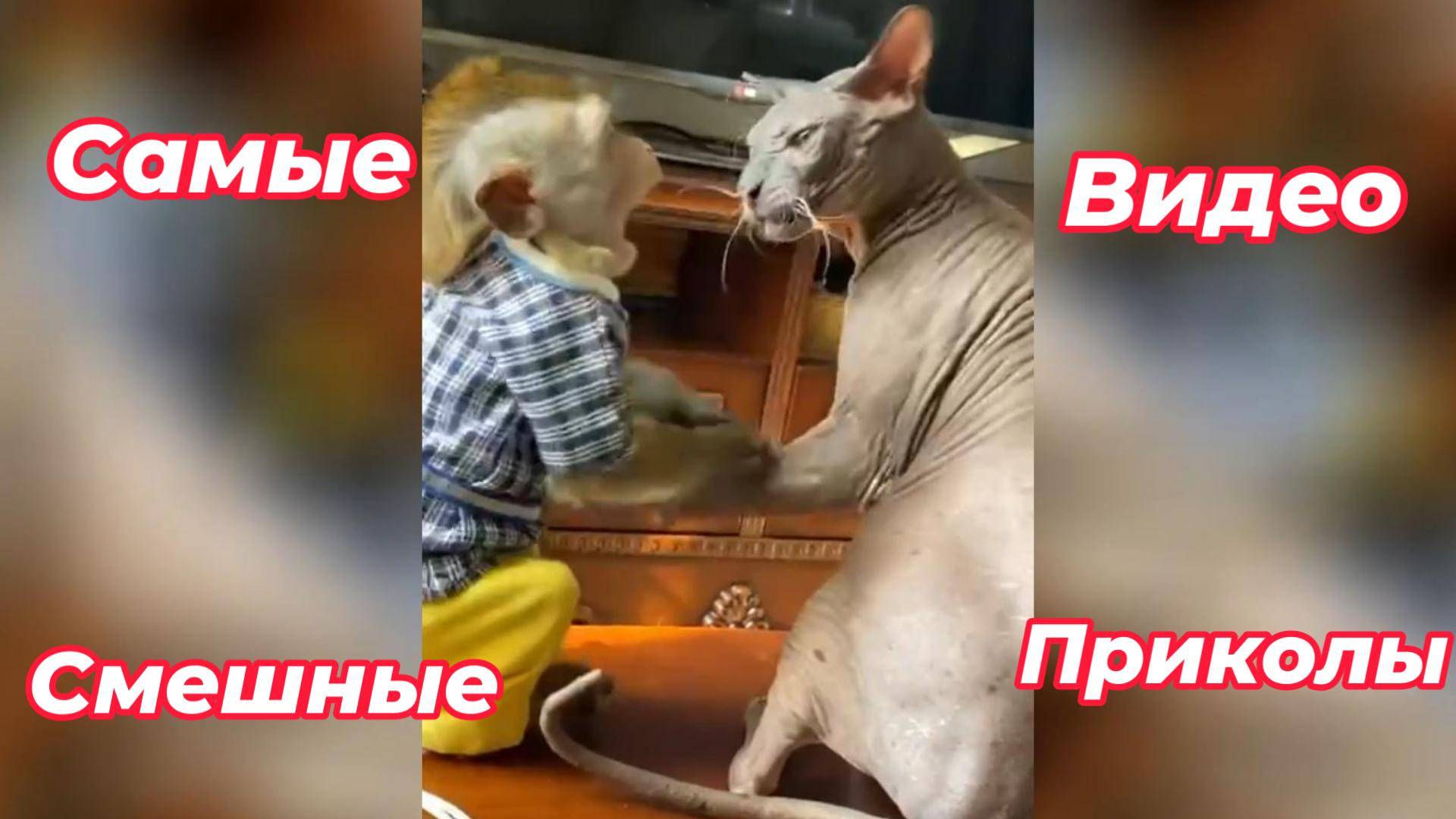 Самые смешные видео приколы/#смешно # приколы #видео #смех #ржака