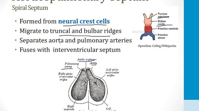 Cardiology - 7. The Developing Heart - 1.Cardiac Embryology atf