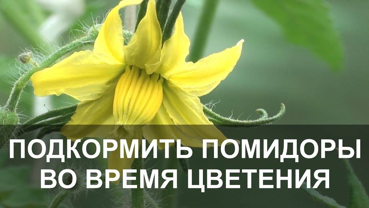 Подкормка Помидор во Время Цветения.