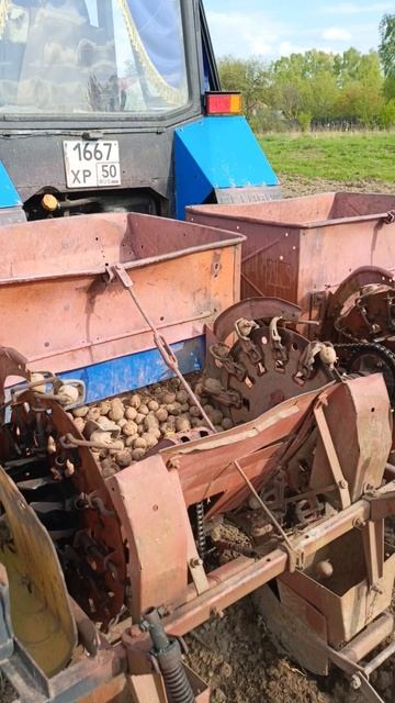Опять картоха 🥔.2025.