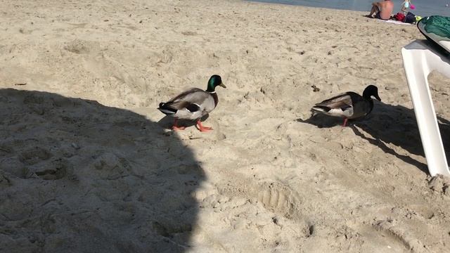 Новая коллекция из морских пляжных безделушек (серия Европейские пляжи). №1) (10)