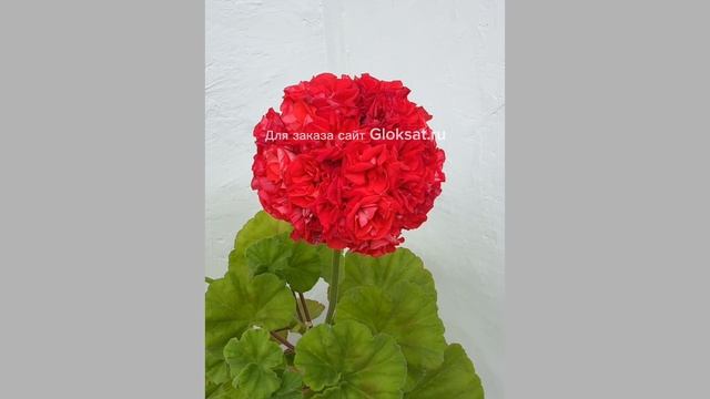 МальТа- Английская Роза 🌹🌹🌹