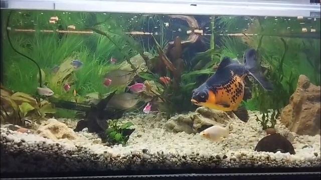 Яркие,красивые аквариумные рыбки🐠