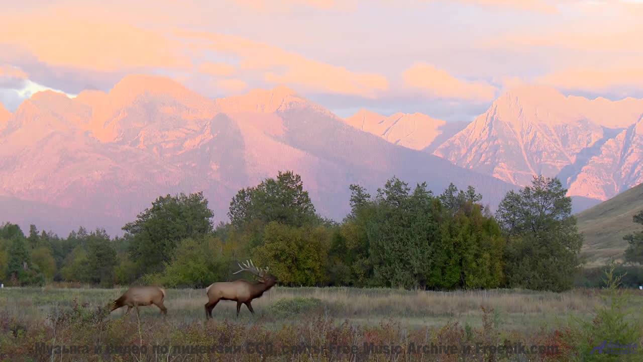 Видео, которое смотрят в параллельных вселенных - присоединяйтесь! - Consequent to Approaching the V