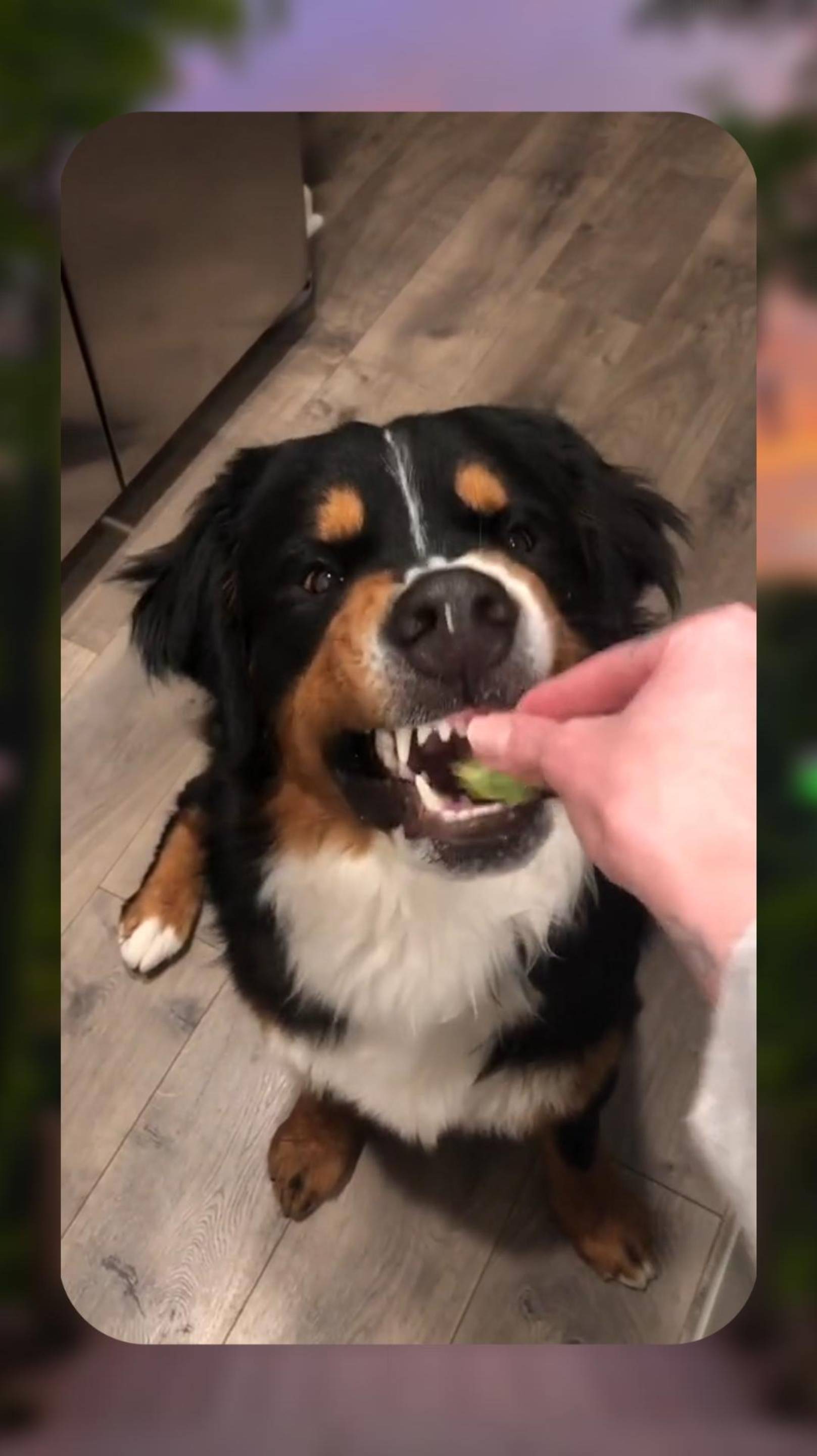 🐶 КАКАЯ ГАДОСТЬ 🥦 СМЕШНЫЕ ЖИВОТРНЫЕ 🦦