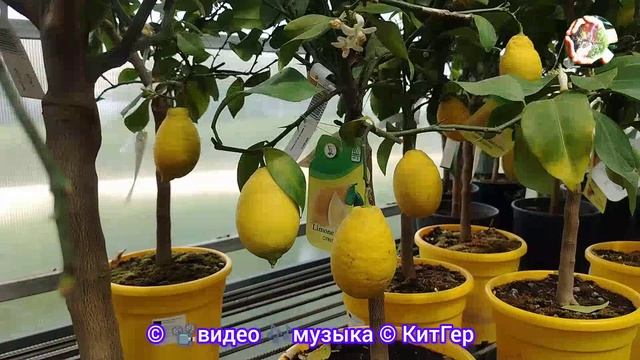 Домашний лимон.
