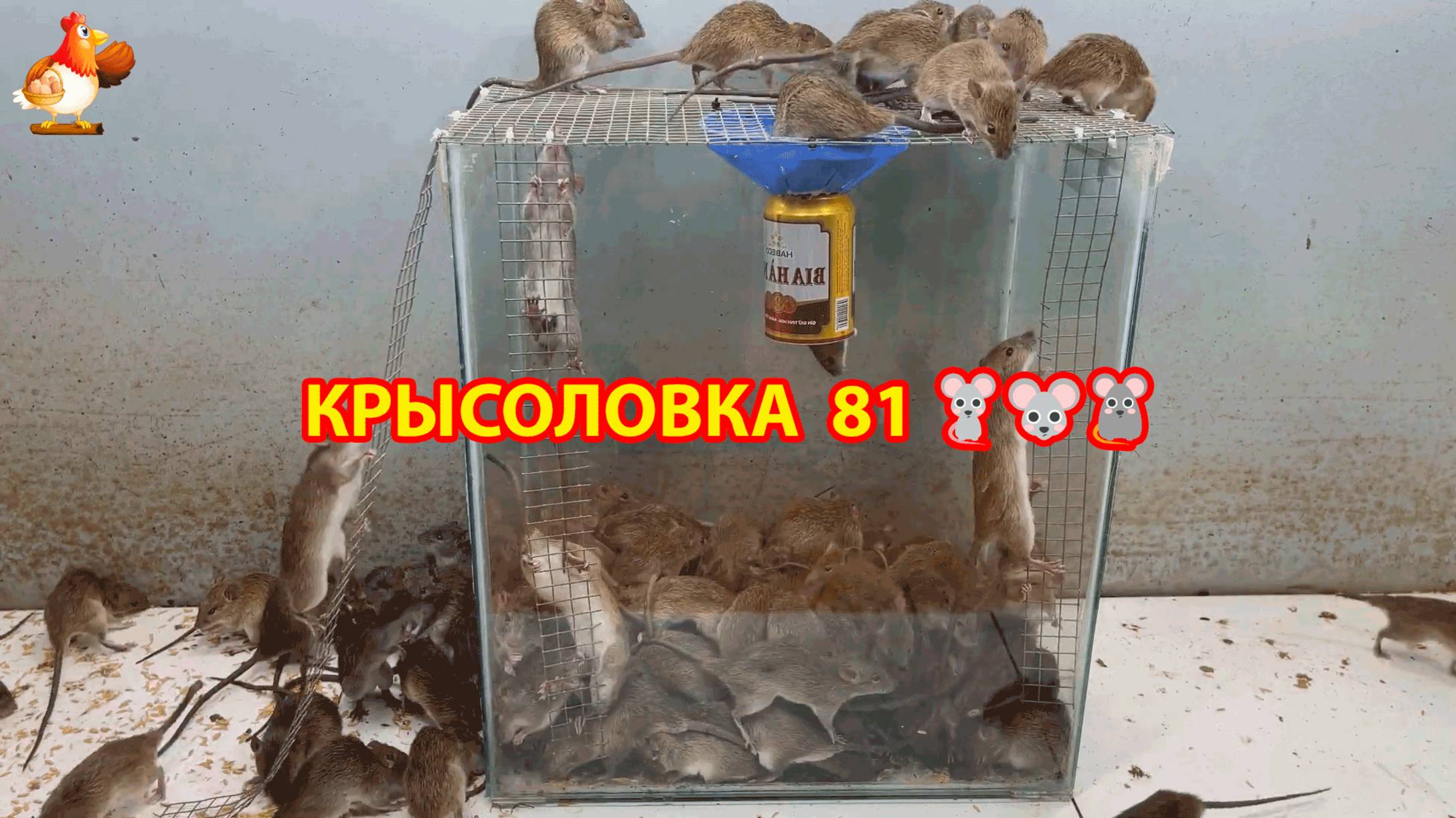 Крысоловка вариант (81) 🐀 Как сделать крысоловку своими руками и поймать кучу крыс 🐀🐁🐀