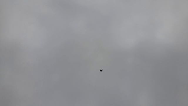 Николаевские голуби 18.05.25 г