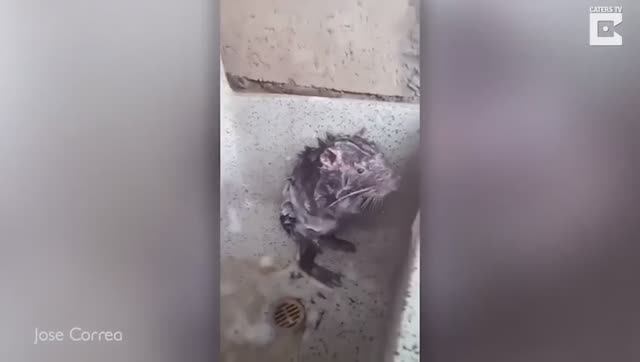 Крысы самые чистоплотные создания.