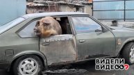 Свинья-путешественница. Видели видео? Фрагмент выпуска от 18.05.2025