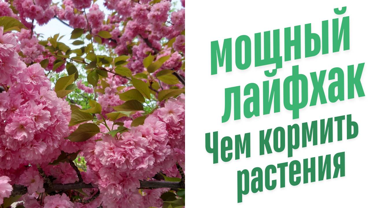 Чем кормить растения?