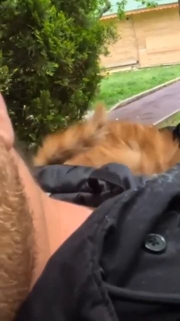 Рыжик в капюшоне 🐈🤩😉
