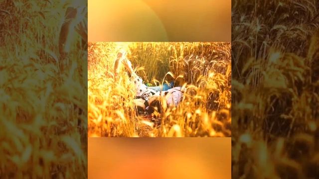 🌾🌿 ЛЕТНЯЯ НОЧЬ 🌅♥️
#видеостихи #аудиостихи