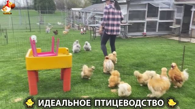 Идеальное птицеводство достойно восхищения 🐓🦆🦢🦚🦃🐔 эпизод (218)