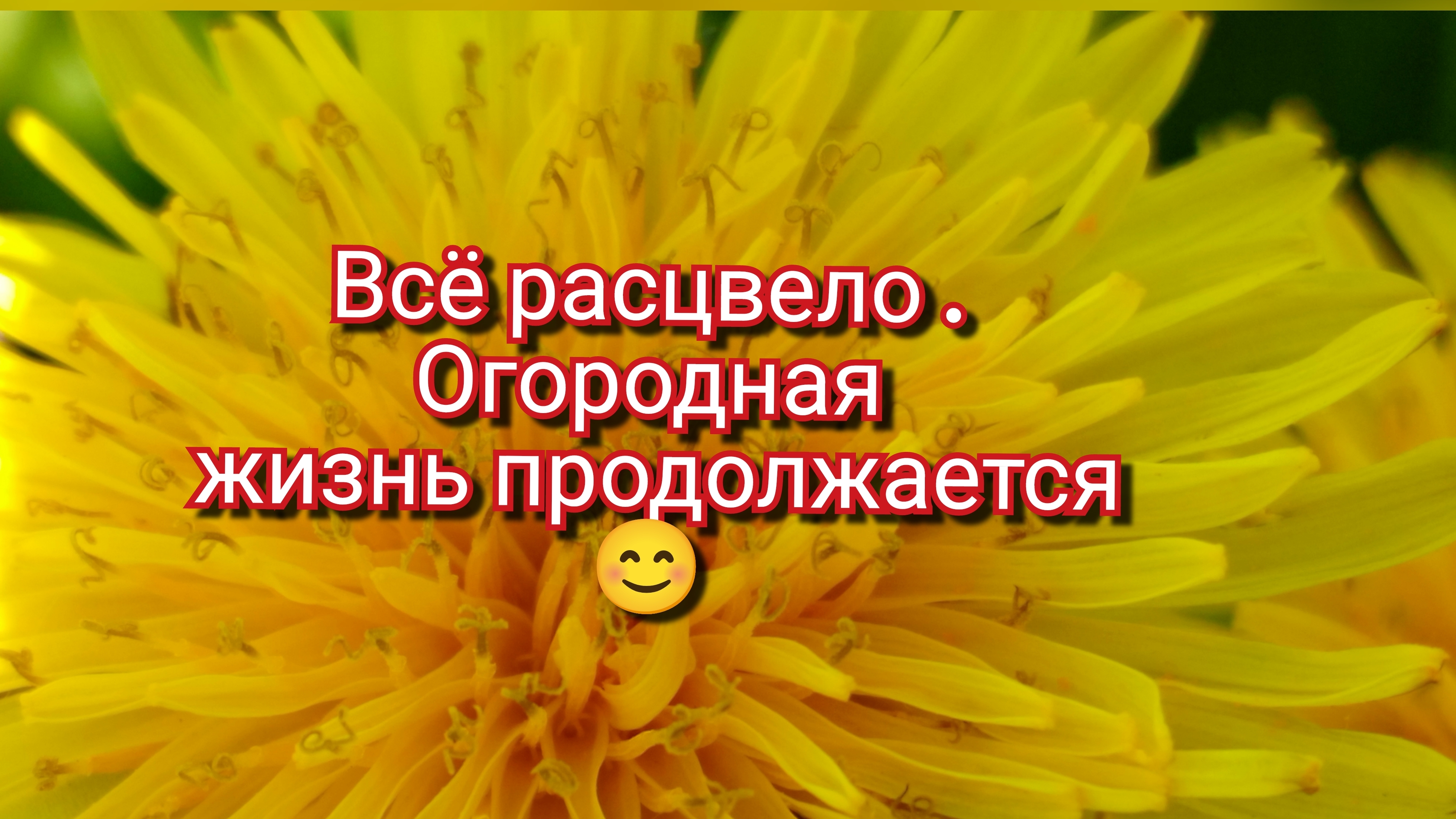 18-05-2025 Всё расцвело.Огородная жизнь продолжается 😊