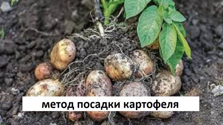 Урожай картофеля с куста 💥выращивание картофеля по новому методу