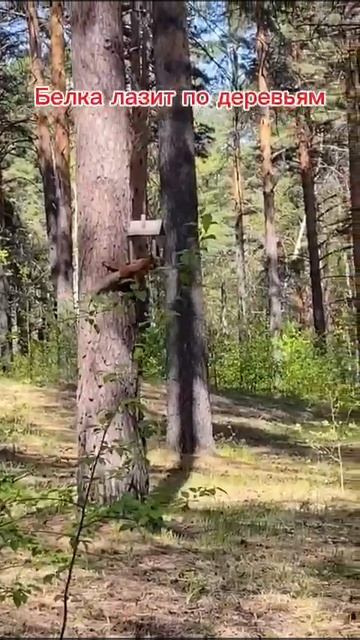 То самое видео про белок