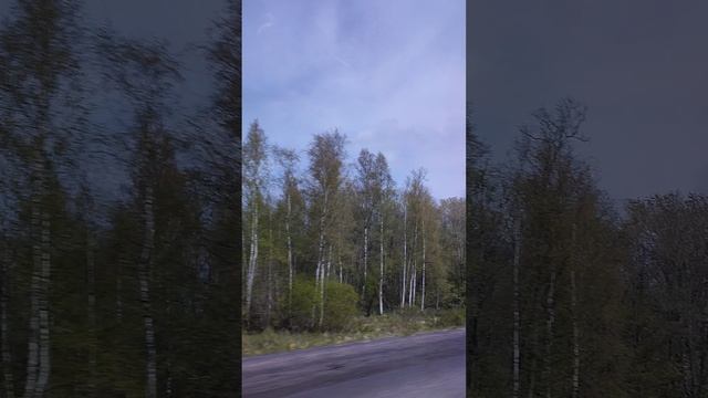 По дороге в Великий Новгород