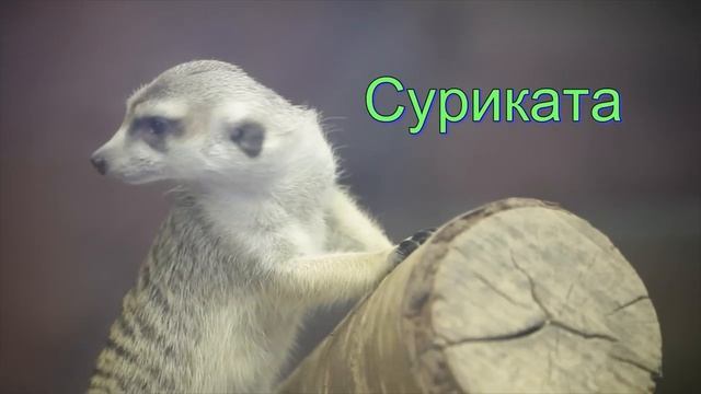 Блиппи (Blippi) - Блиппи в парашютном центре   Изучай этот мир вместе с Блиппи   Обучающие видео для