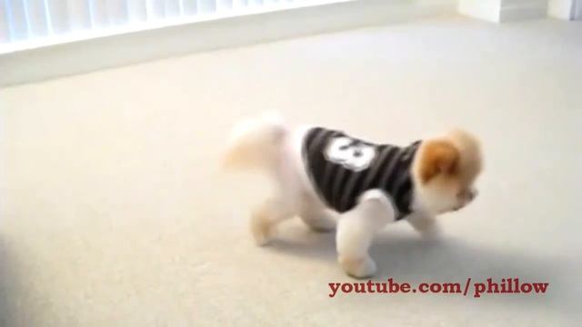 песик Бу - Boo