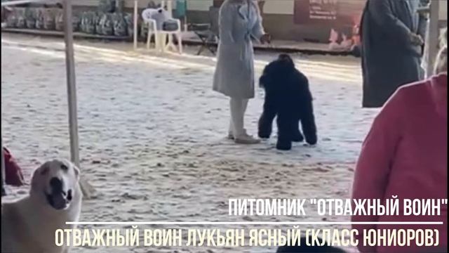 Питомник "Отважный Воин" г.Тверь 16.10.2022