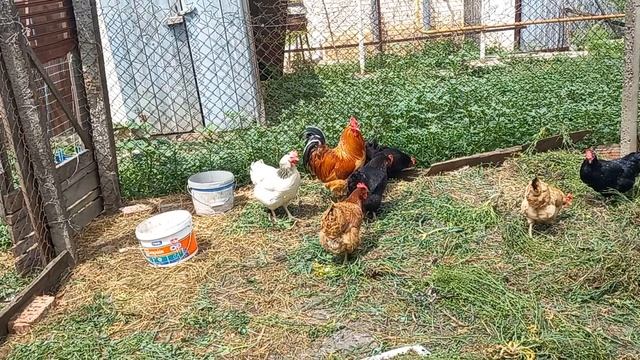 Мои куры смесь сортов.Мечтаю купить породистых.